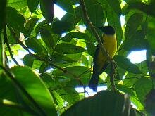 White Throated Shrike Tanager